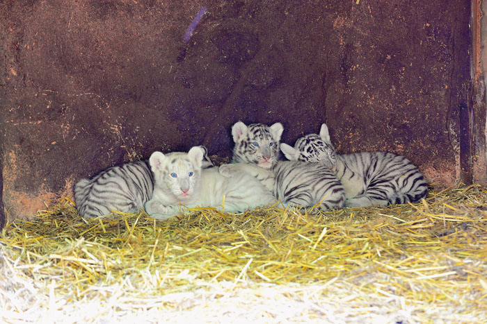 Ein großer Wurf: Vier weiße Tigerbabies wachsen derzeit im Tierpark Nadermann auf. Tigermutter Bianca hat es ganz alleine g