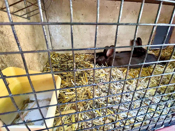 Am 17. Juli entstand dieses Foto. Die Kaninchen hatten kein Futter, kein oder nur verdrecktes Wasser und liegen in schmutzige
