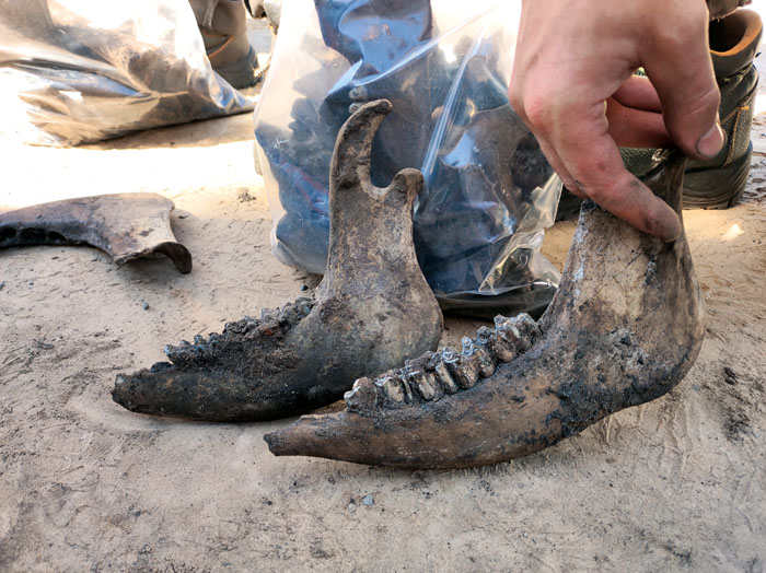 Bei den Ausgrabungen kamen einige Knochen, darunter auch die Kieferknochen von Schweinen, zum Vorschein. 