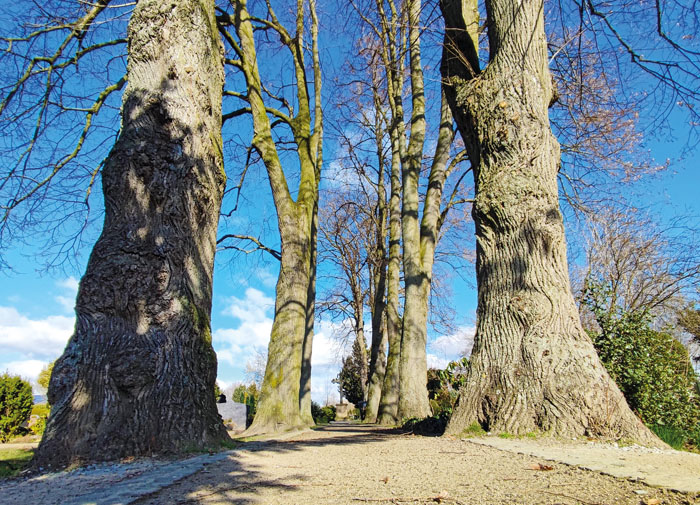 Ein Teil der Linden steht noch auf dem Friedhof an der Mastholter Straße in Rietberg. Der hintere Teil der Allee wurde berei