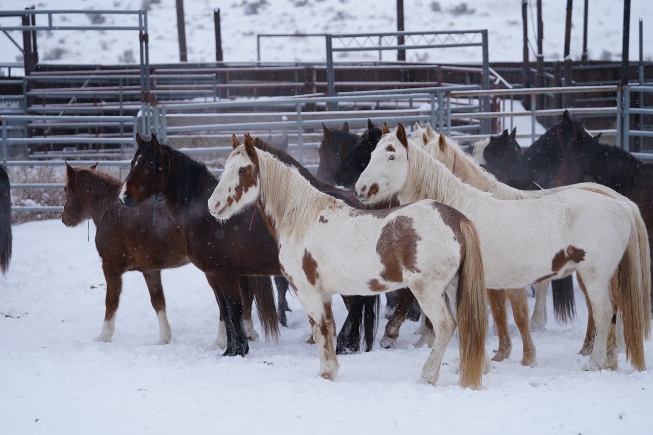 Die Mustang Herde in der Auffangstation. (Foto: privat)