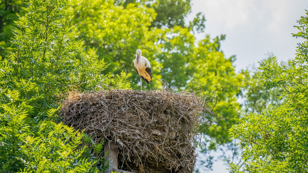 : Am Samstag entführt die Kinderwanderung in das Leben der Störche. Foto: Patrick Gawandtka