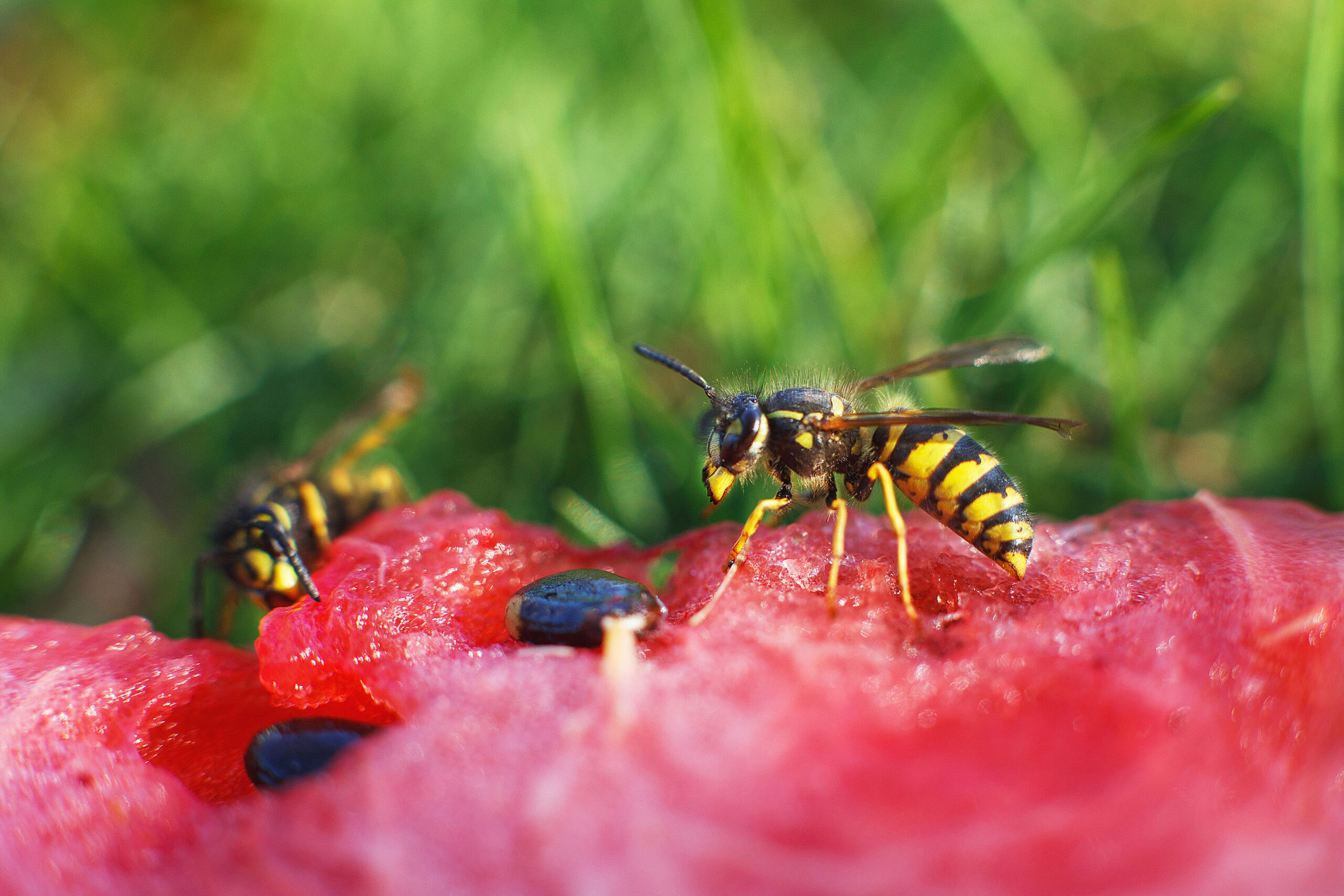 Sommerzeit ist auch Insektenzeit: Allein im vergangenen Jahr mussten 753 Menschen im Kreis Gütersloh wegen Insektenstichen a