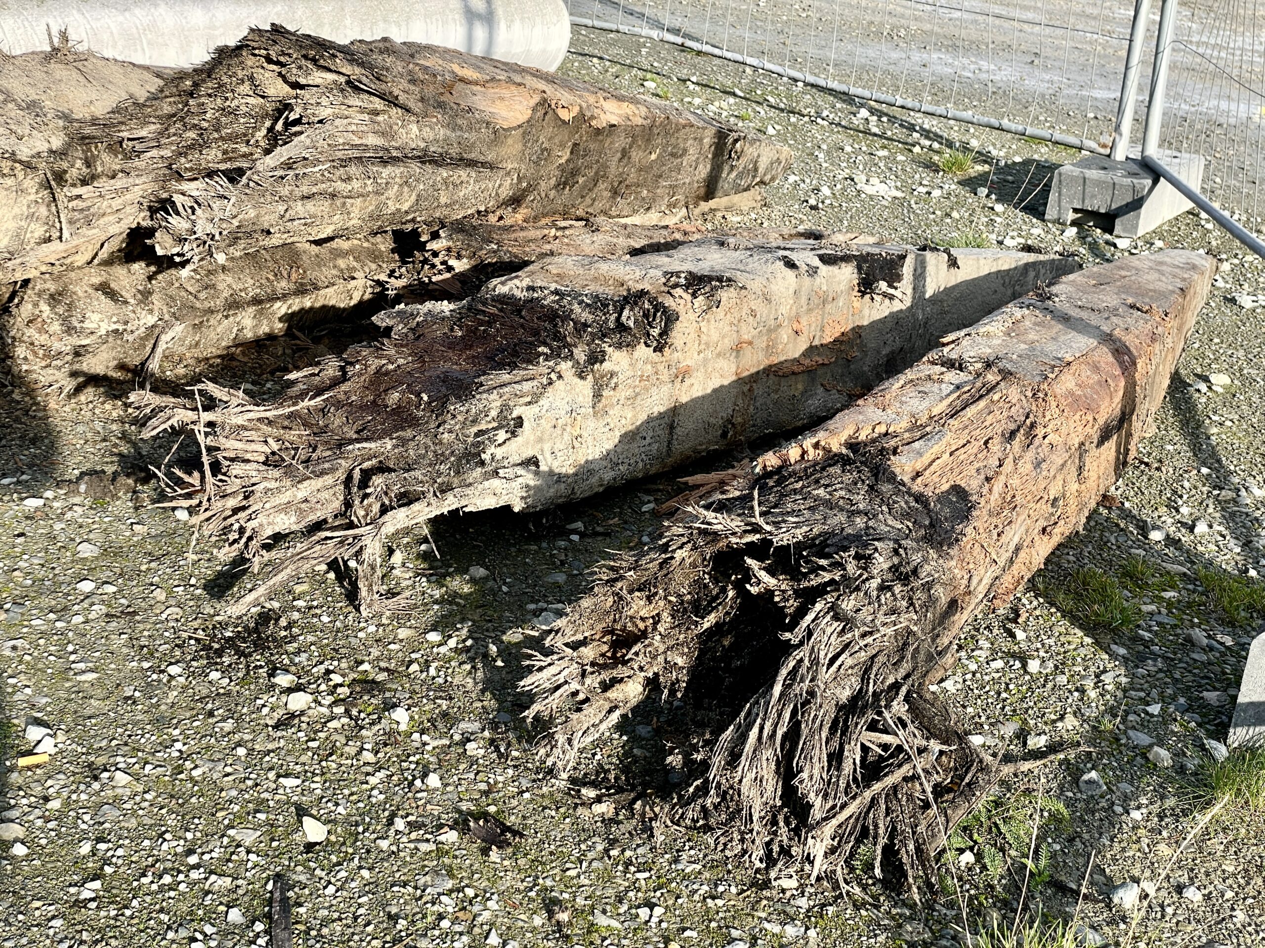 Mehr als zwei Meter lang sind die alten Holzpflöcke, die nun an die die LWL-Archäologie übergeben werden. Foto: Stadt Riet